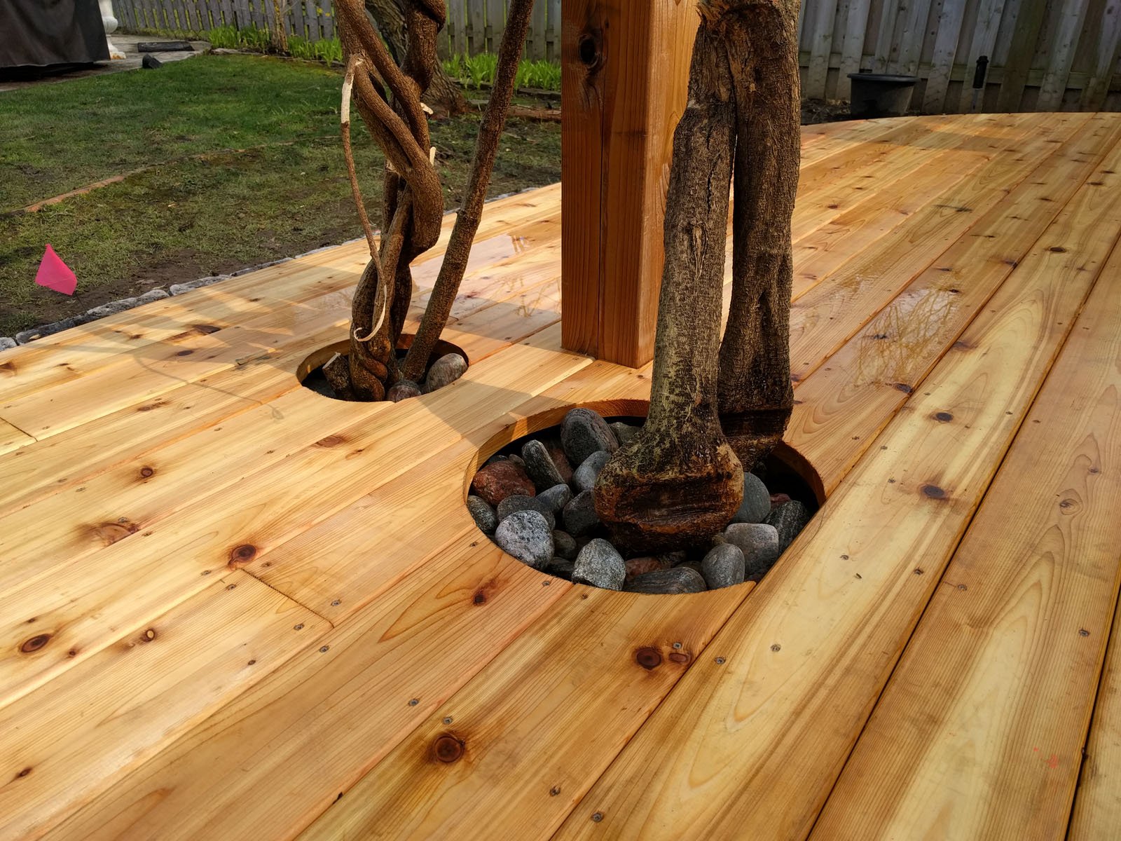 Everything for the wistaria and apple tree